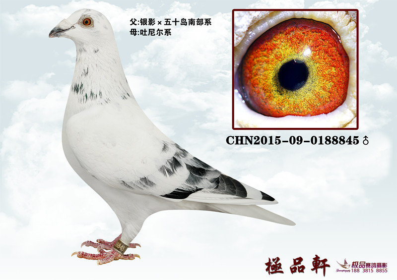 上海极品轩鸽舍