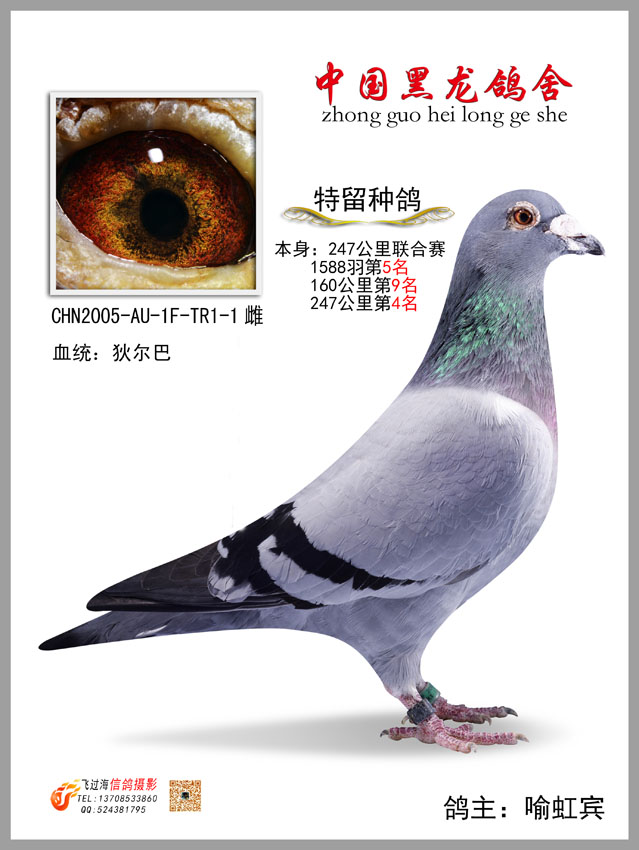 信鸽特征
