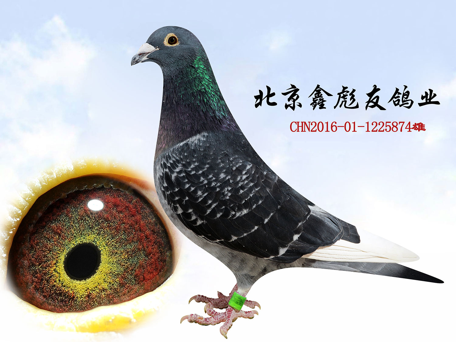 米歇尔 杨阿腾_北京鑫彪友鸽业_ ag188.com爱鸽商城_中信网