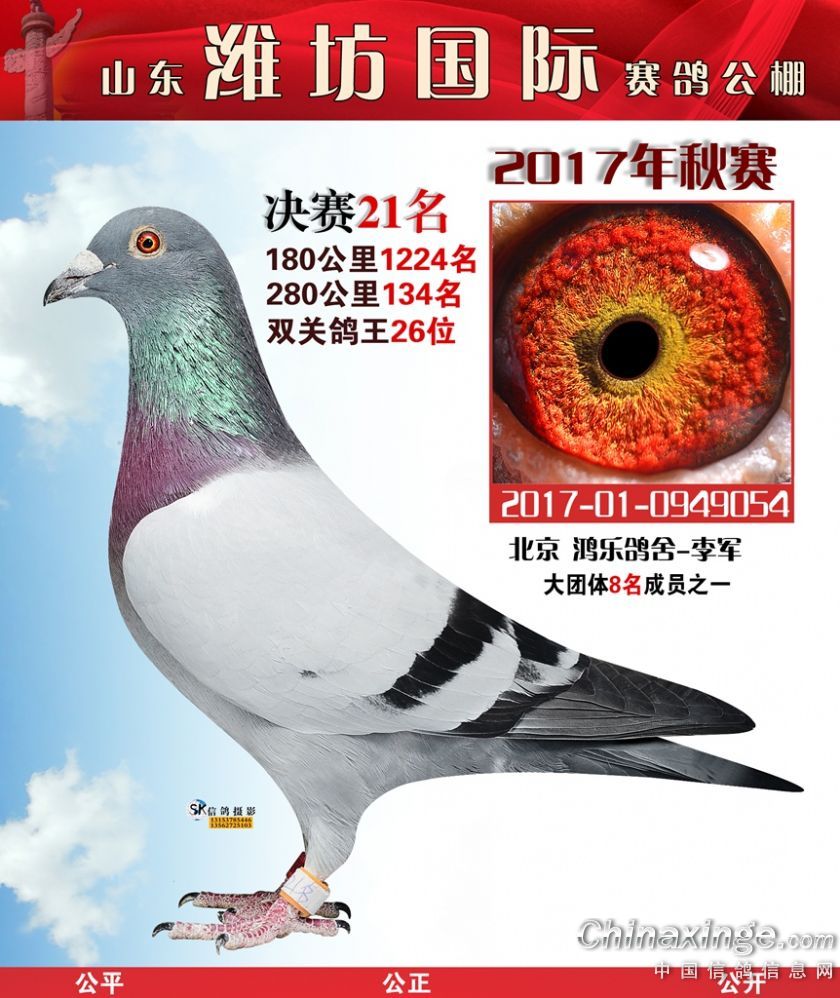 2019中国八一军鸽图片