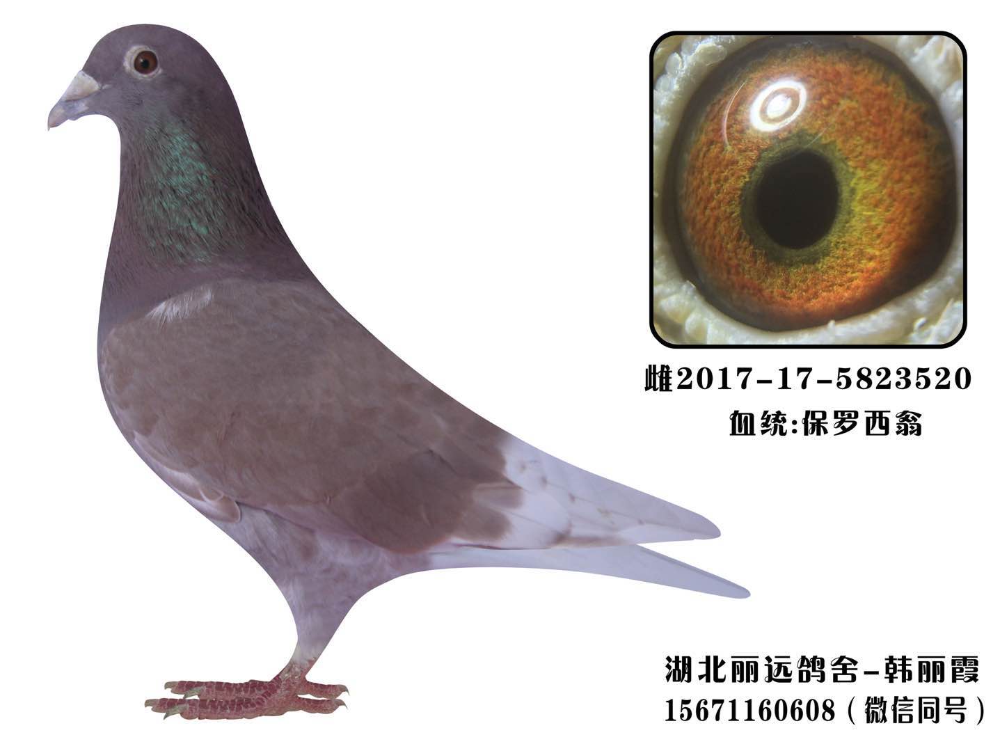 西翁种雌520