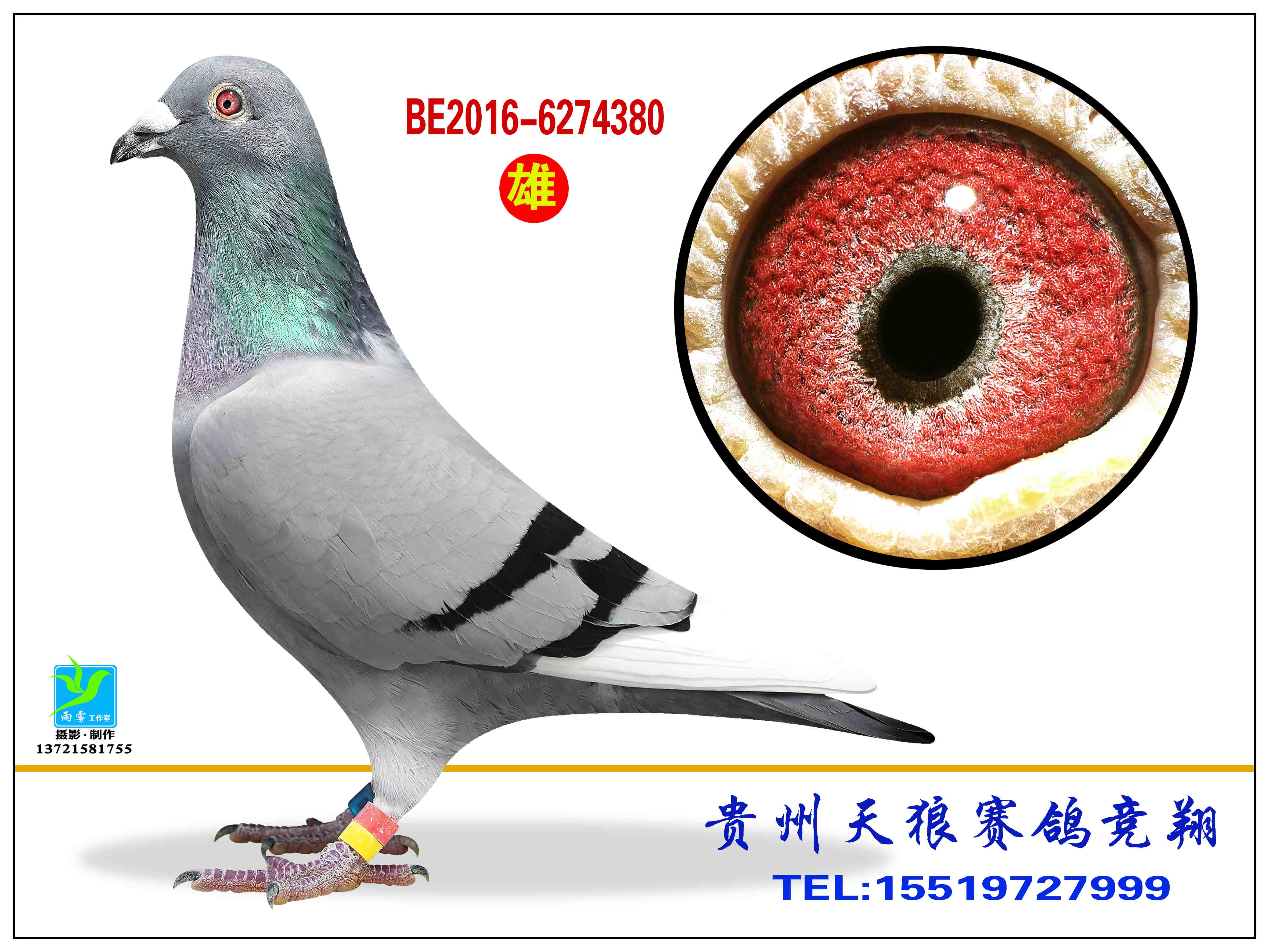 恩格斯178直孙_天狼鸽业_ag188.com爱鸽商城_中国信鸽信息网