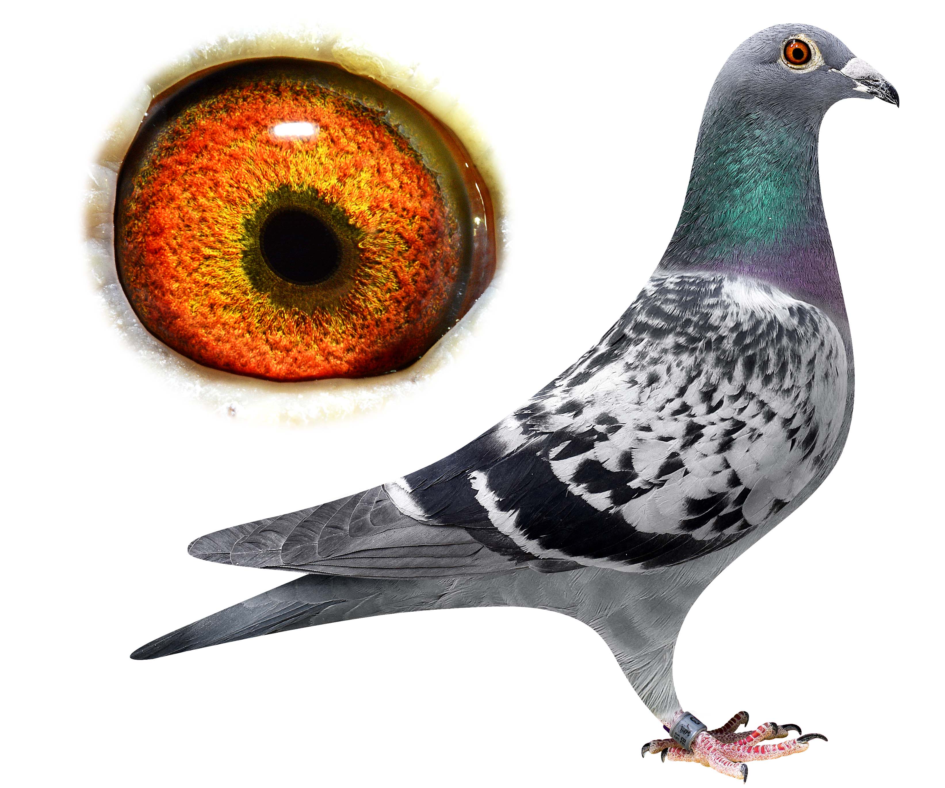 天津稳赢信鸽文化