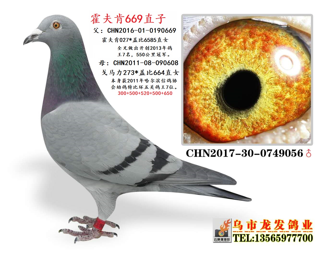 霍夫肯669直子_龙发鸽业-中信网爱鸽商城