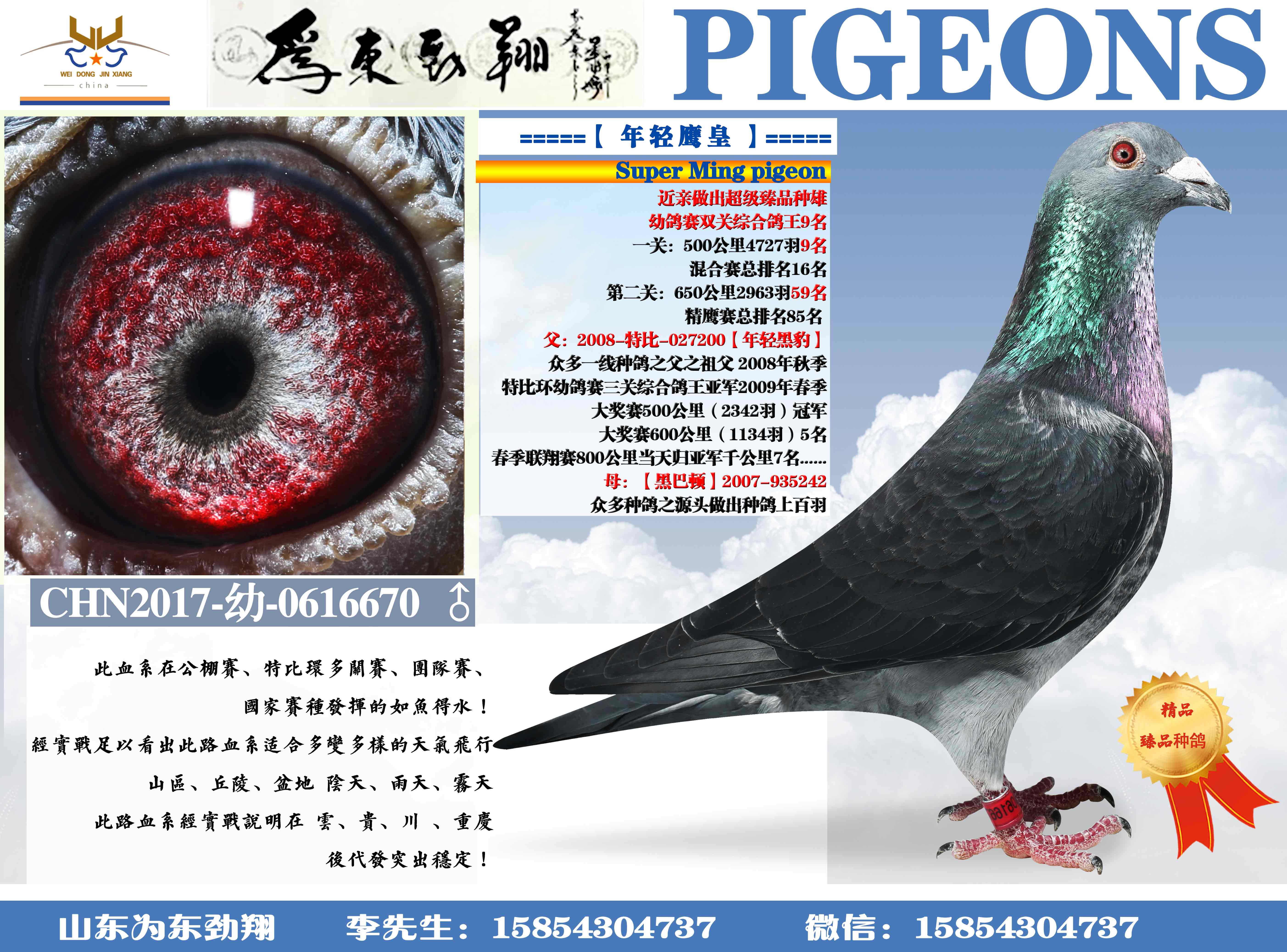 【 年轻鹰皇 】