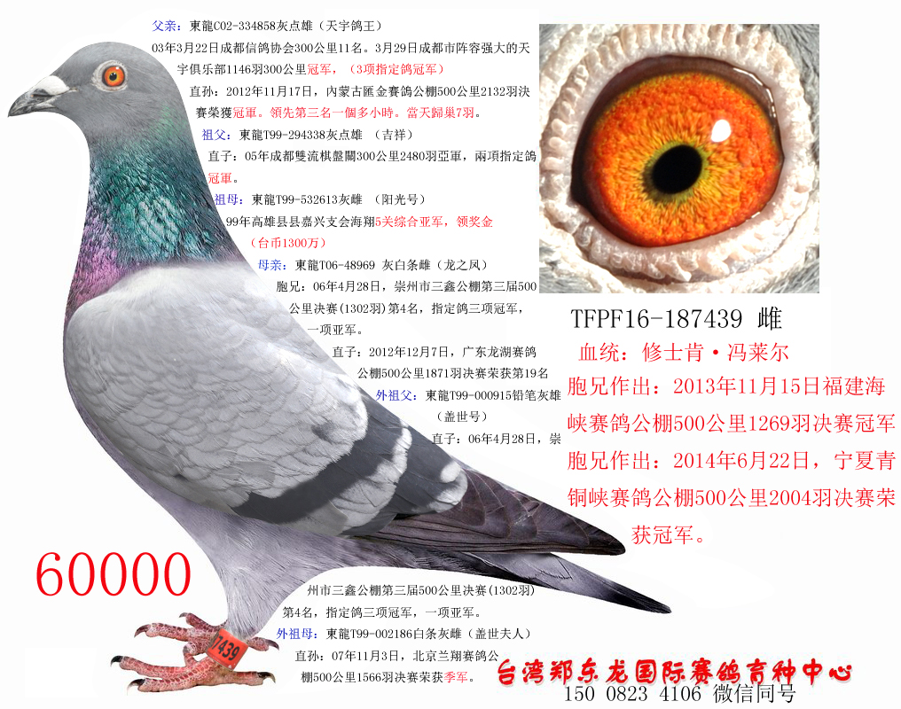 台湾郑东龙种鸽图片图片