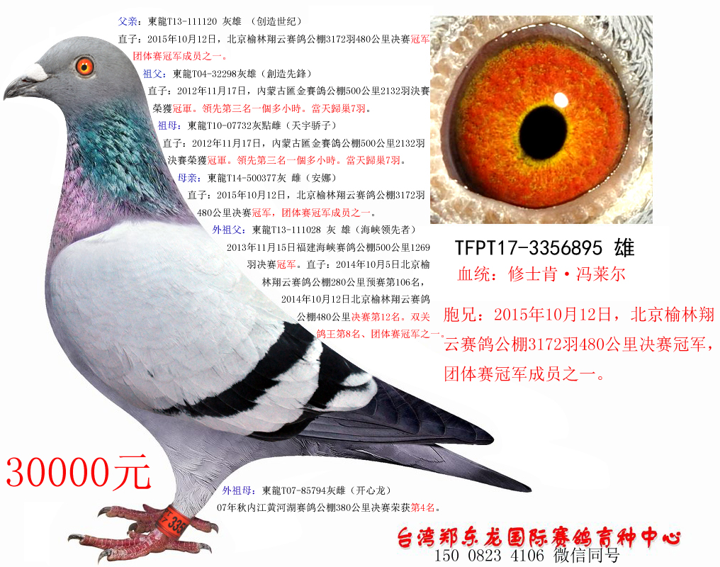 台湾郑东龙种鸽图片图片
