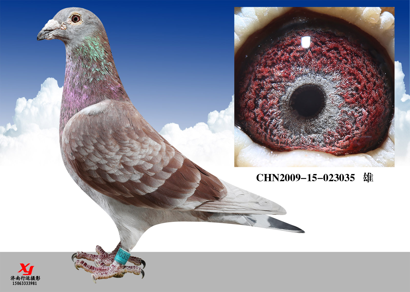 西翁_济南3号鸽舍 _ag188.com爱鸽商城_中信网