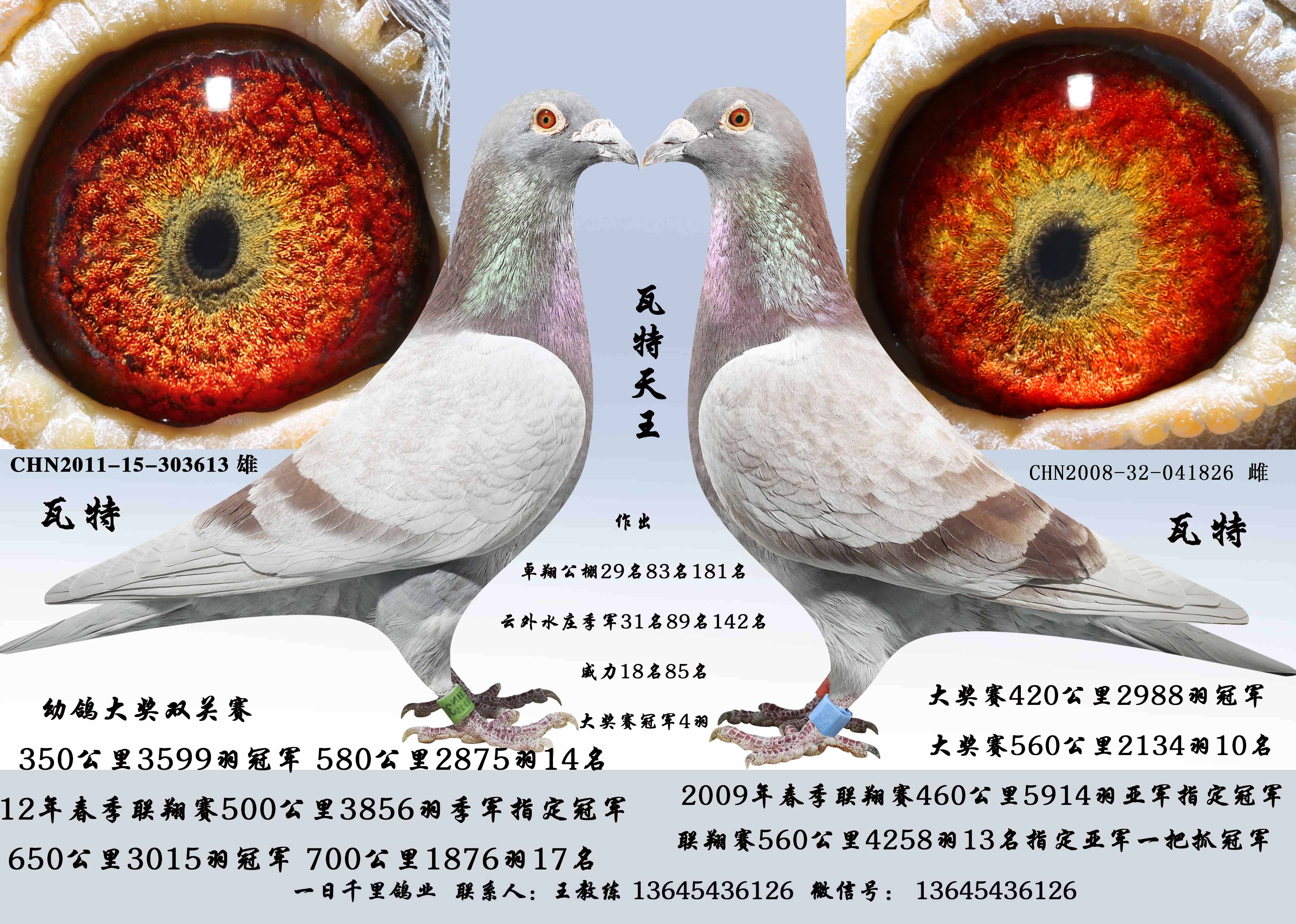 瓦特天王_一日千里鸽业_ ag188.com爱鸽商城_中国信鸽信息网