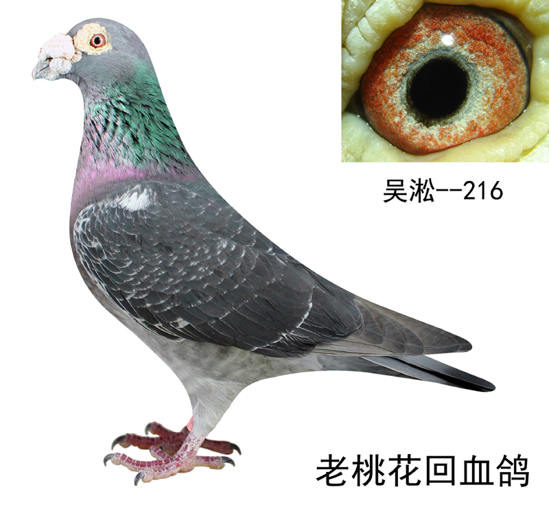 吴淞--216_上海金盾鸽舍_ag188.com爱鸽商城_中国信鸽信息网