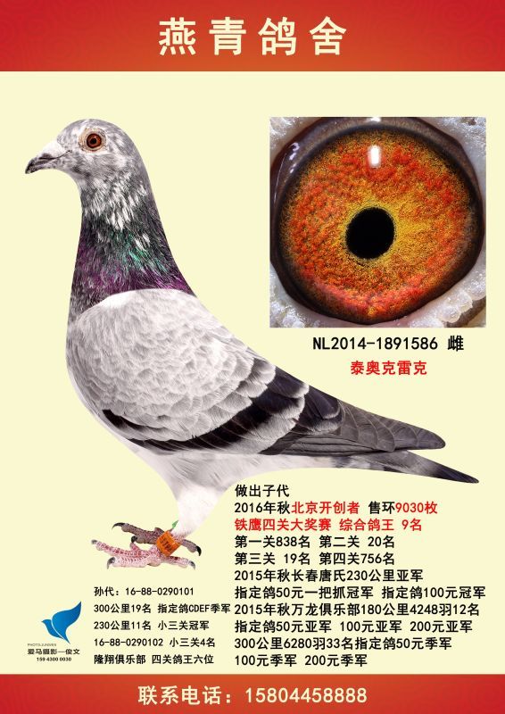 qq图片20180101115507-长春燕青鸽舍-中信网爱鸽商城