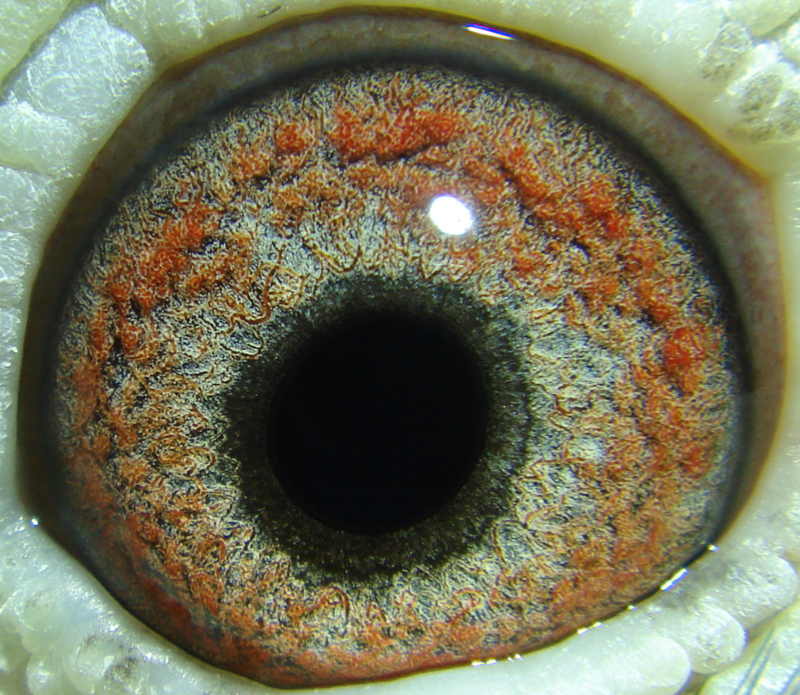 鸽眼【双击放大】