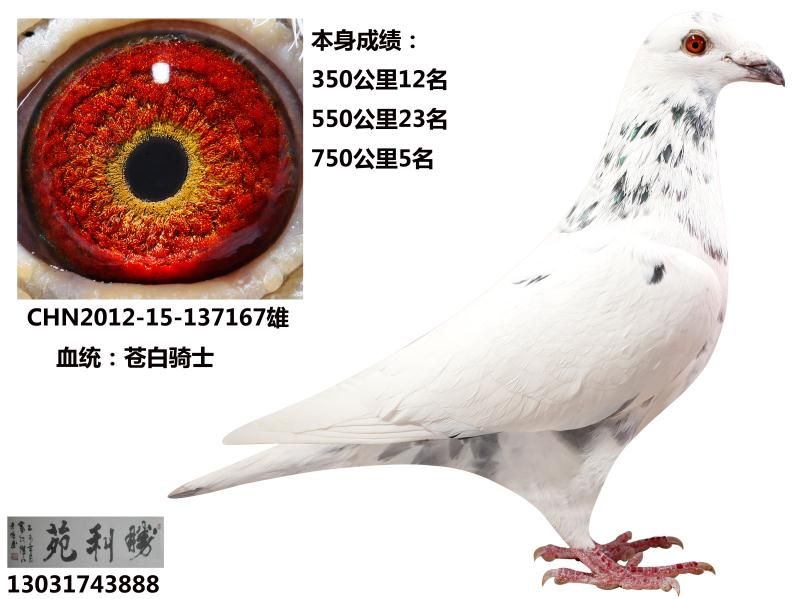 信鸽特征