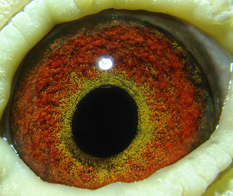 鸽眼【双击放大】