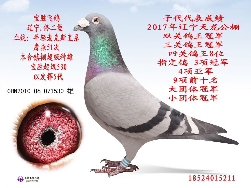镇棚种雄超级530_宝胜飞鸽_ag188.com爱鸽商城_中国信鸽信息网