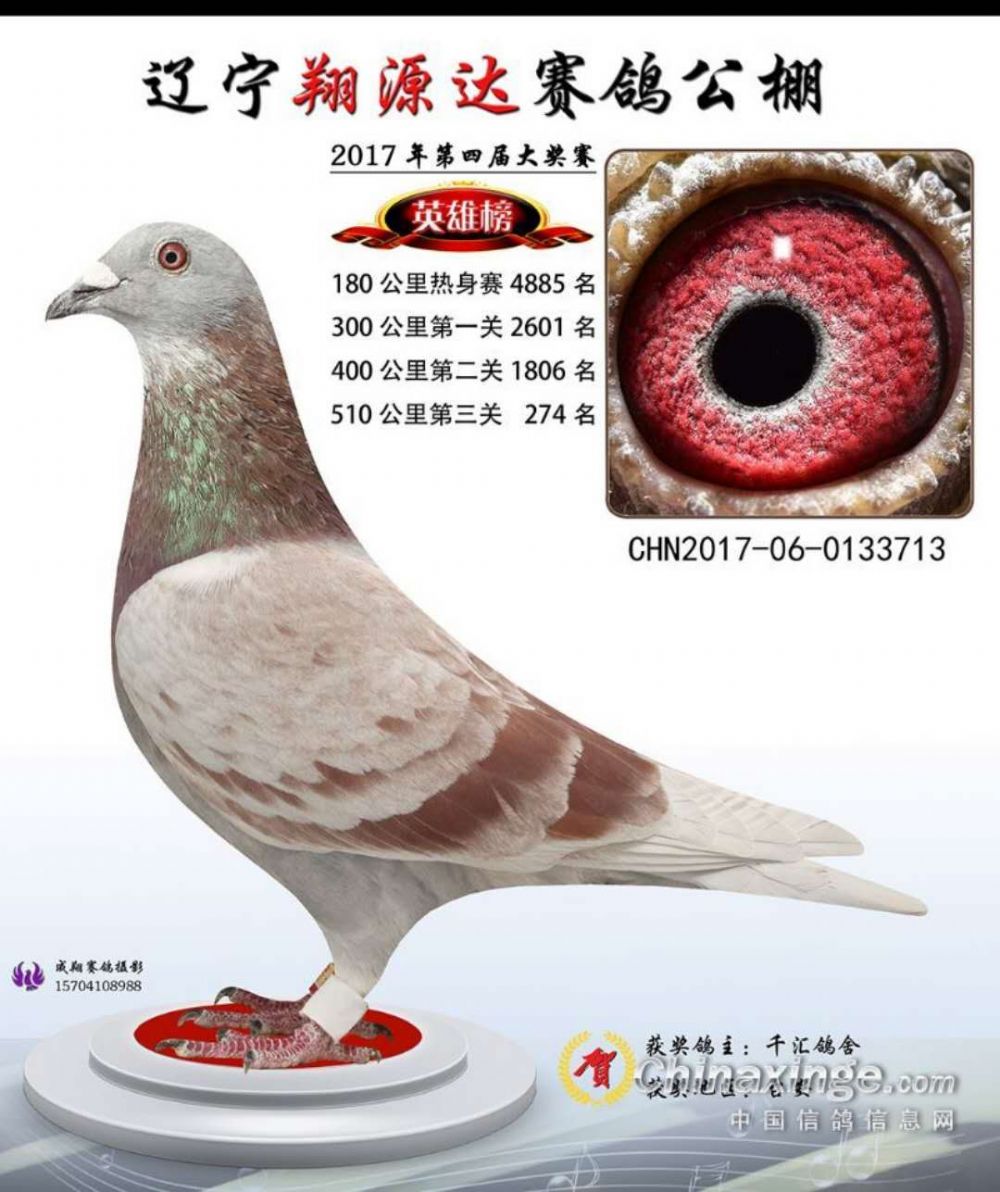 com爱鸽商城_中国信鸽信息网