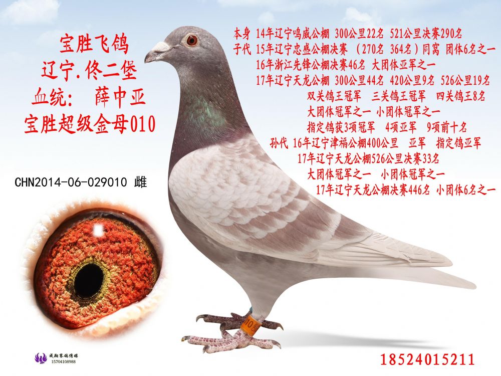 薛中亚鸽系图片