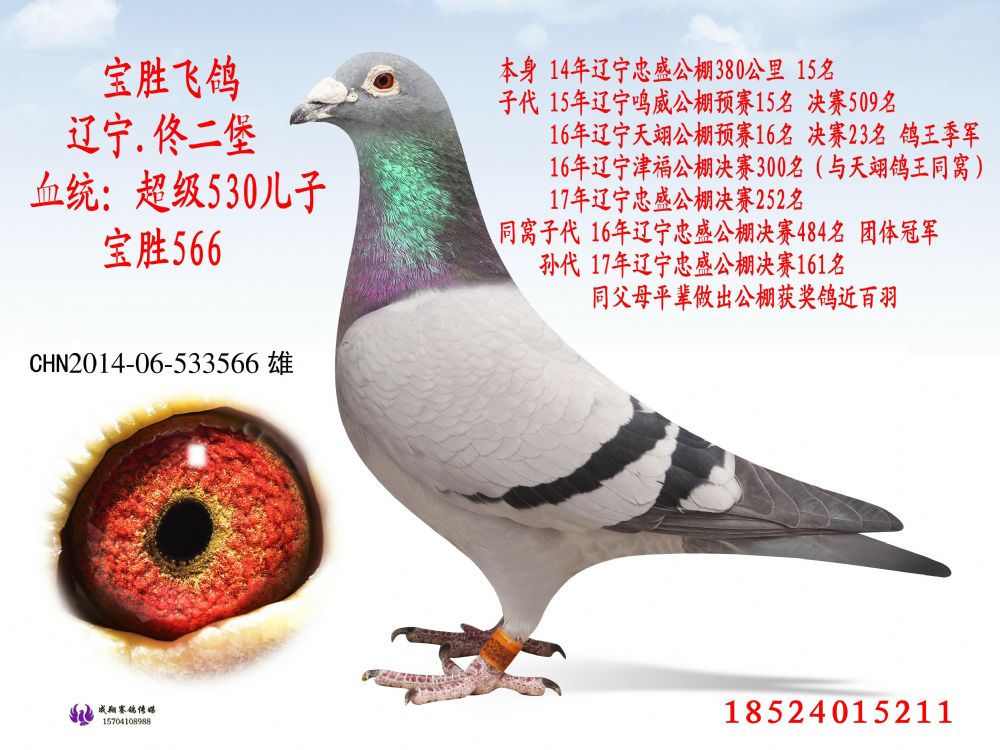 宝胜566