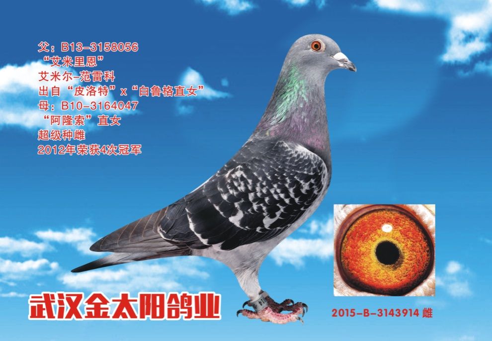 江苏雄通鸽业种鸽展厅图片