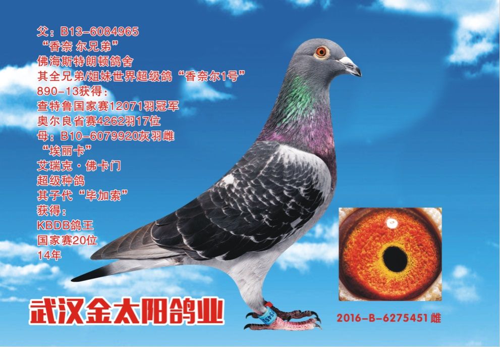 6275451-实战种鸽49