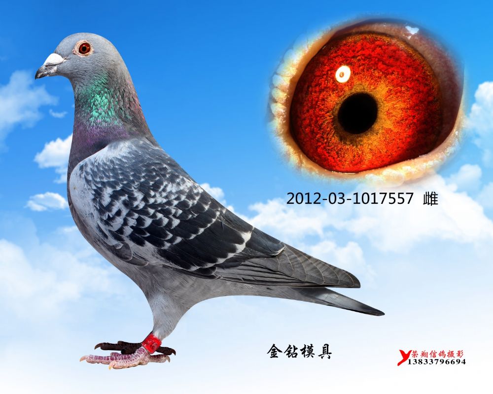 花詹森 绝世无双