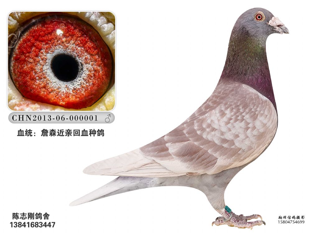 2013-06-0000001-锦州陈志刚鸽舍-中信网爱鸽商城