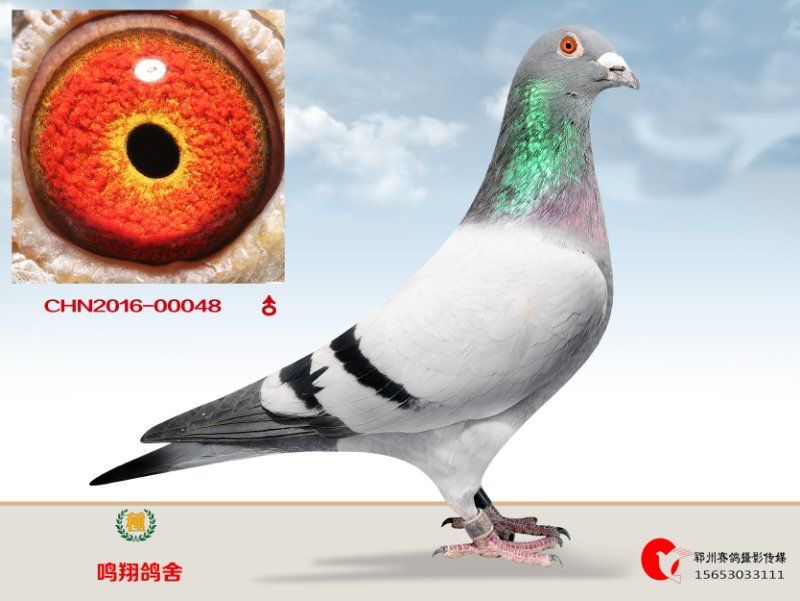 科尔×黑鸽王之女