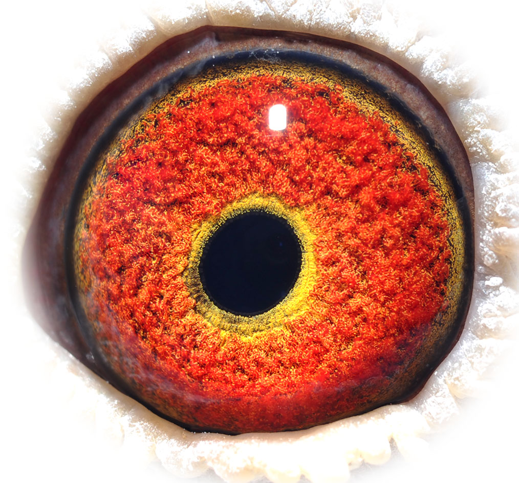 宏武赛鸽-李建军