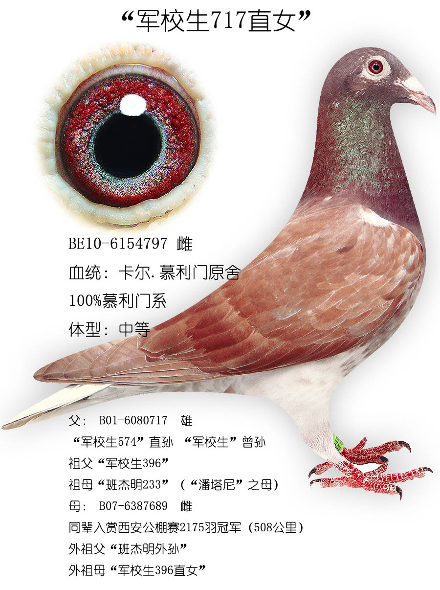 中距离种雄 慕利门火凤凰 精品种雄