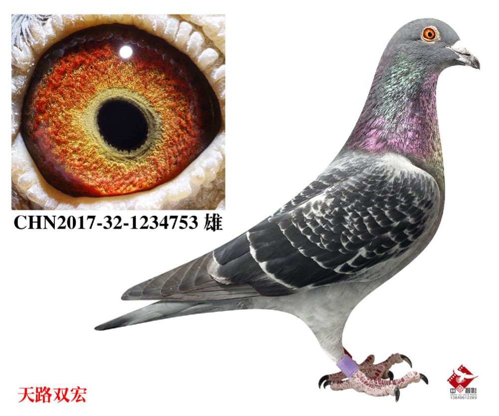 霍夫肯753