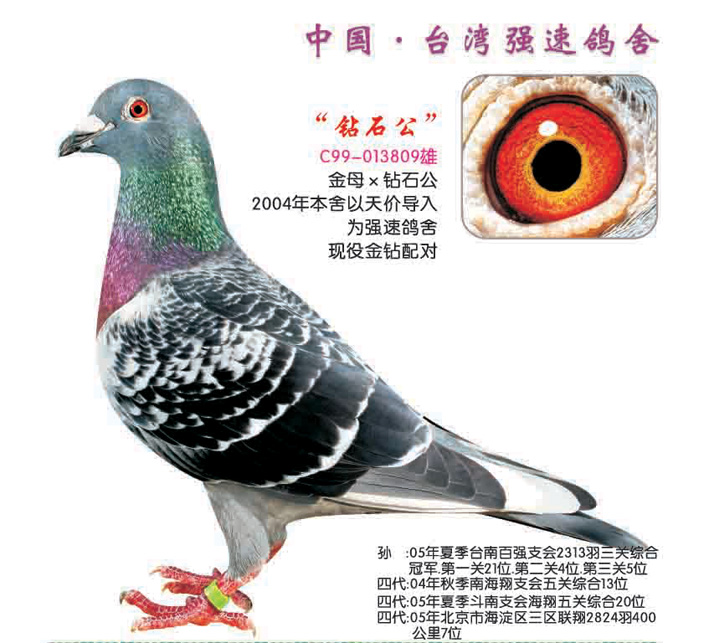 台湾郑明吉种鸽欣赏图片