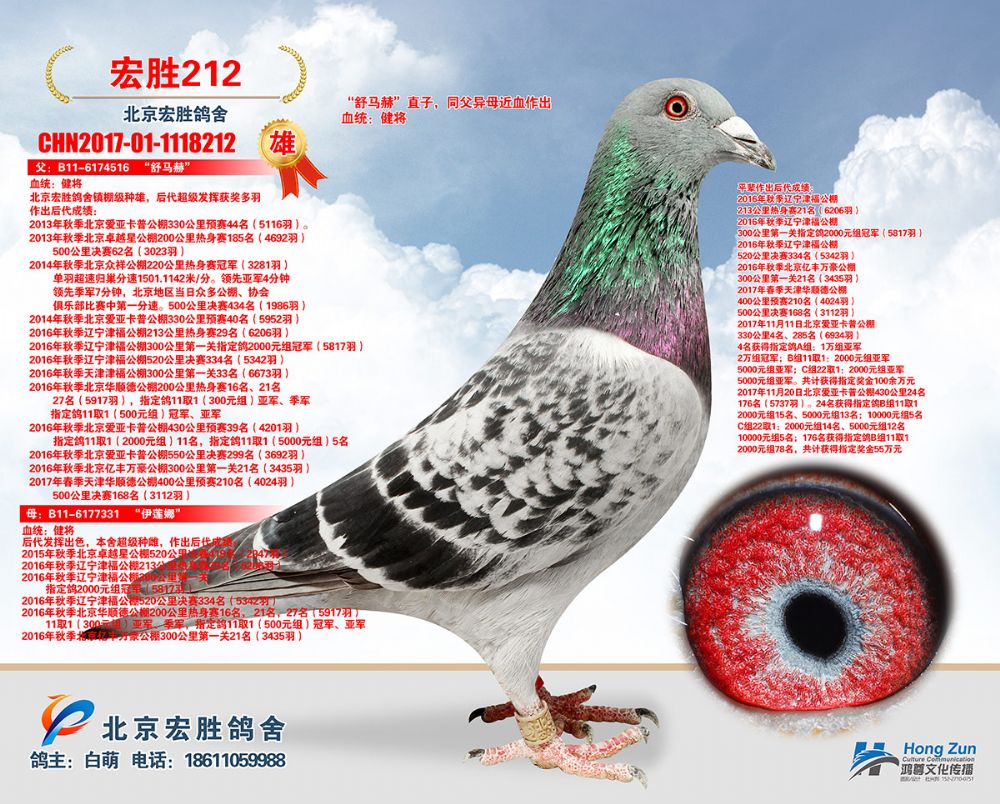 大卡普五名父亲_北京宏胜鸽舍_ ag188.com爱鸽商城_中信网