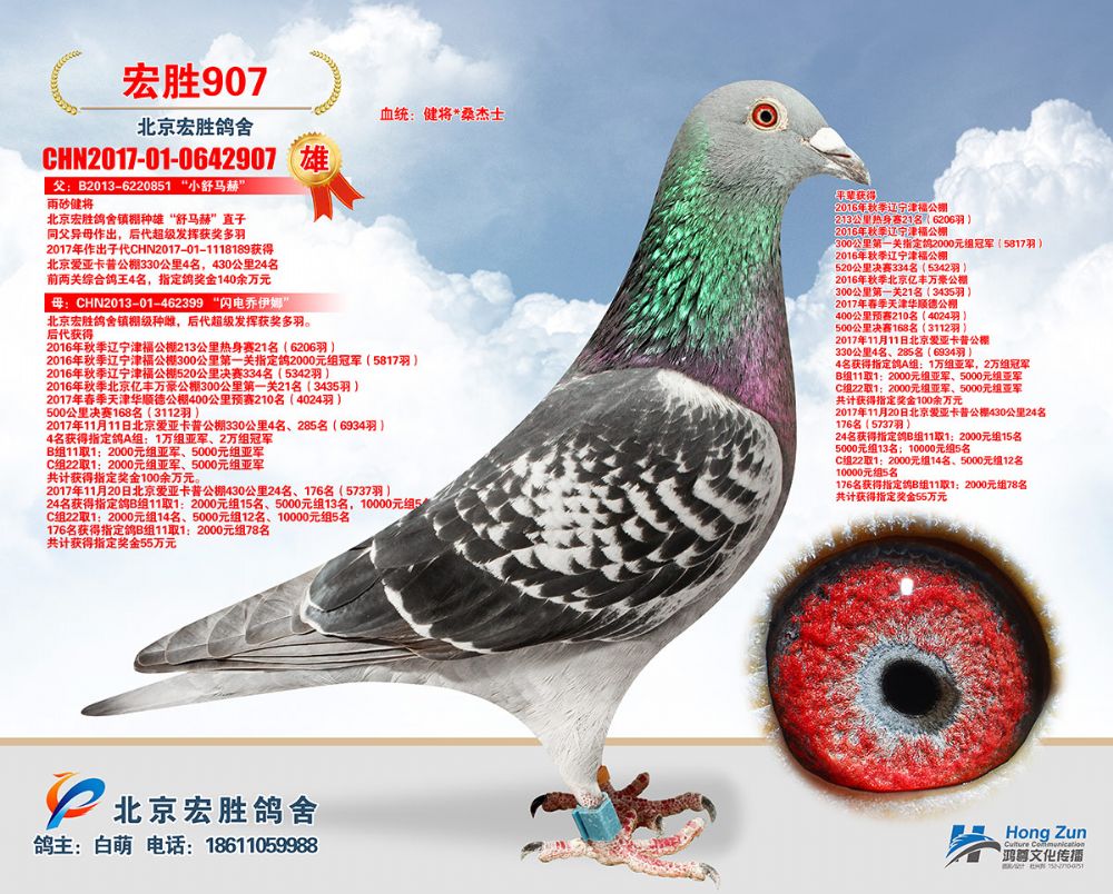 信鸽特征编 号:584585鸽 名:羽 色:雨点眼 砂:砂眼收 藏:点击收藏环