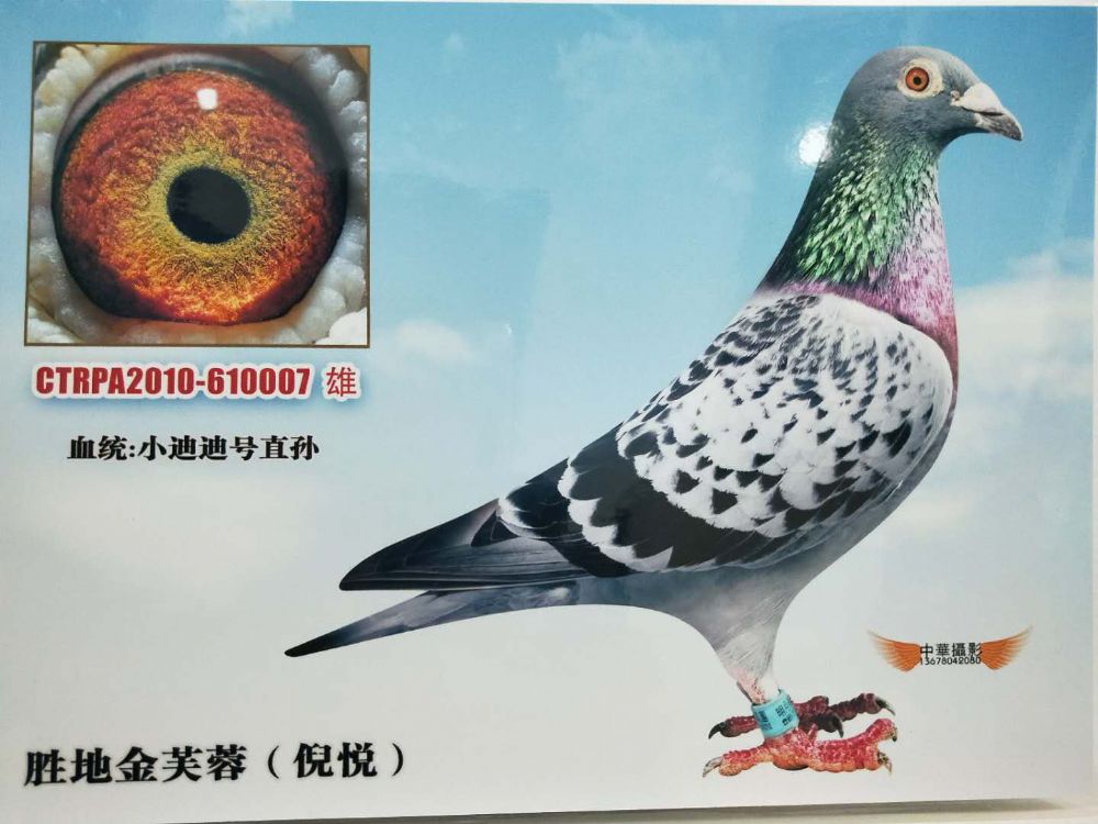 小迪迪号直孙