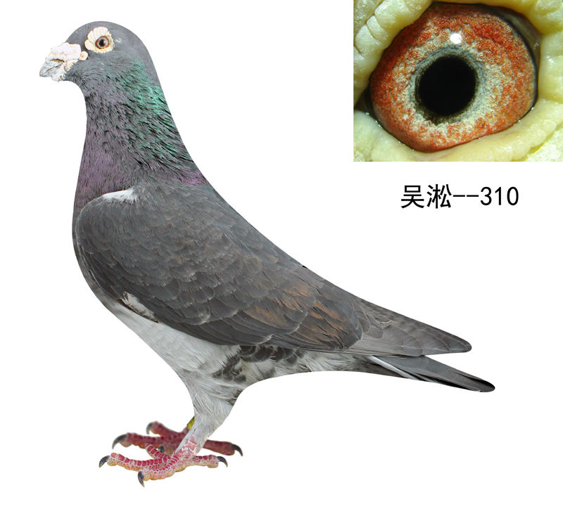 长距离吴淞--310_上海金盾鸽舍_ag188.com爱鸽商城_中国信鸽信息网