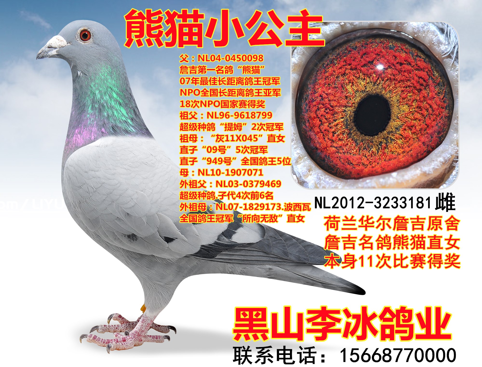 詹吉-熊猫吴文号_黑山李冰鸽业_ ag188.com爱鸽商城_中国信鸽信息网