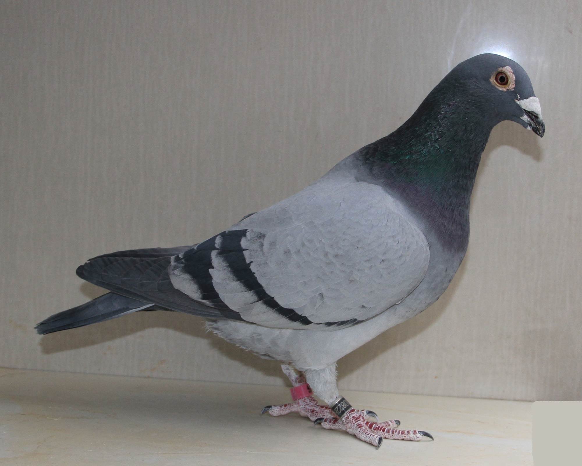 com爱鸽商城_中国信鸽信息网