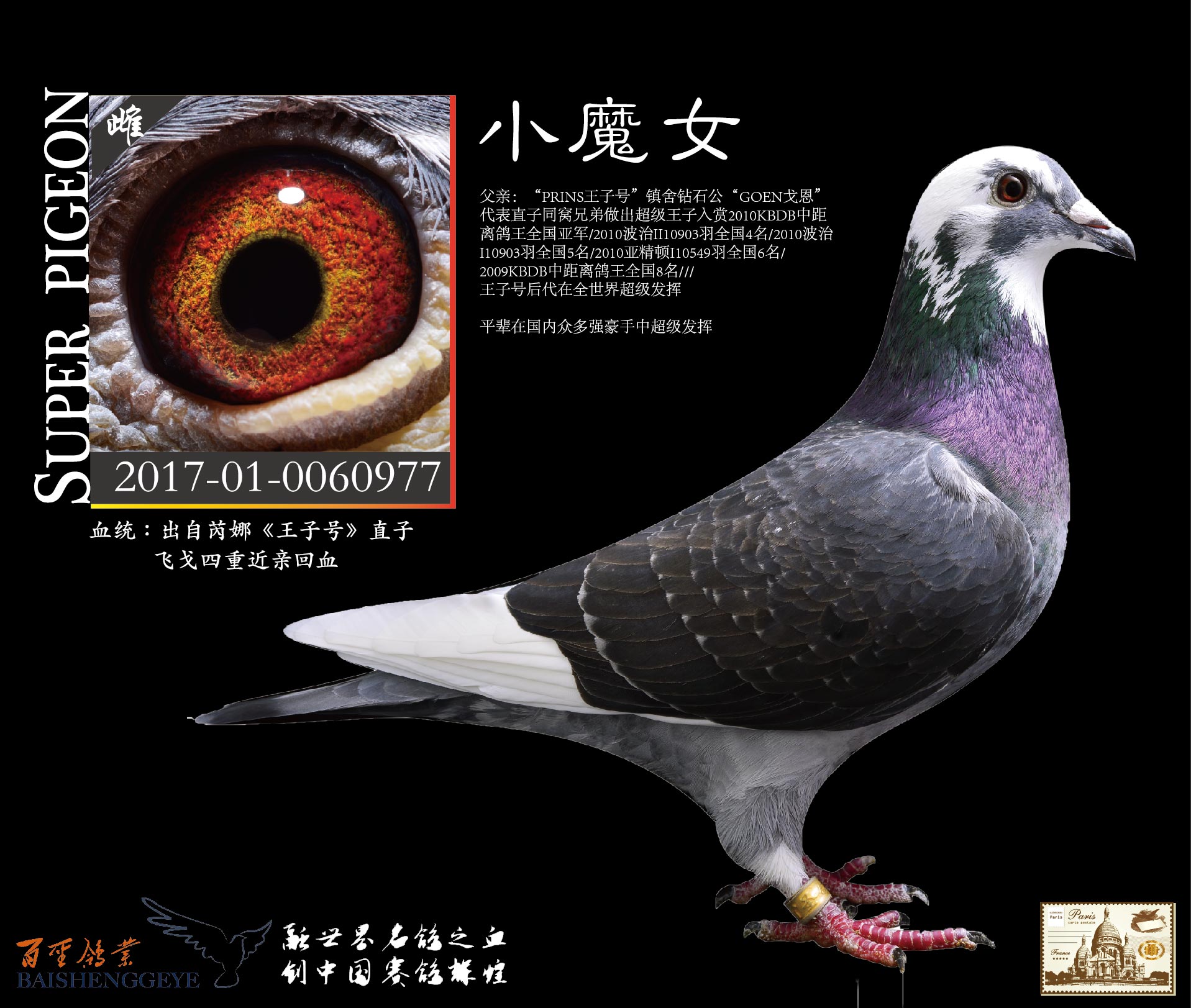 com爱鸽商城_中国信鸽信息网