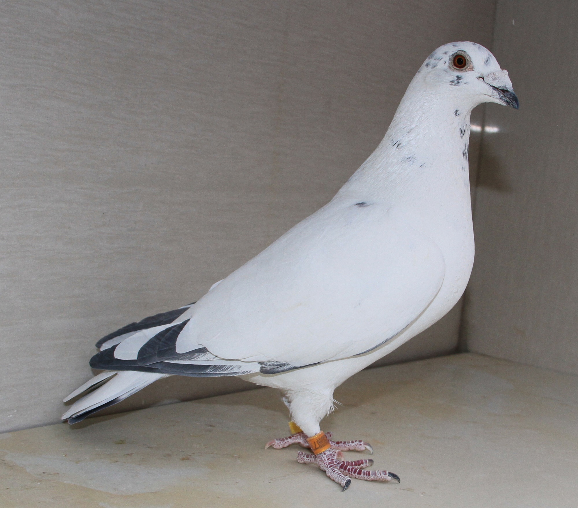 鲁道克拉森白色鸽系图片