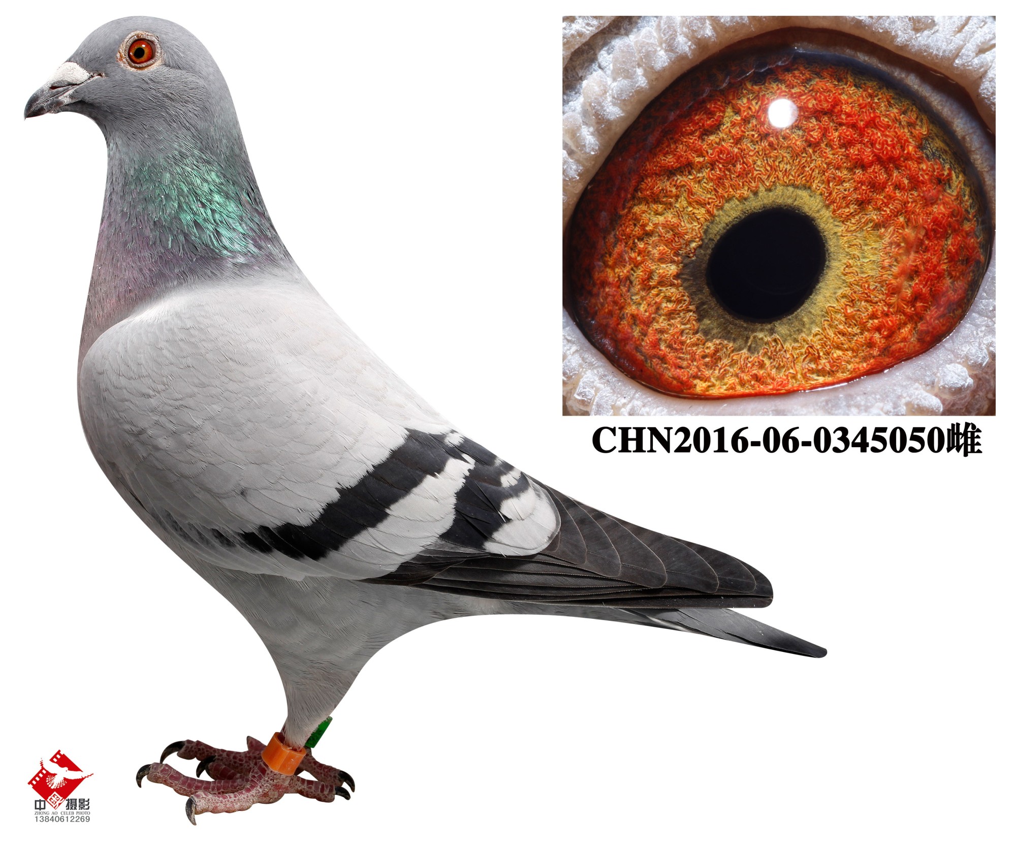 com爱鸽商城_中国信鸽信息网