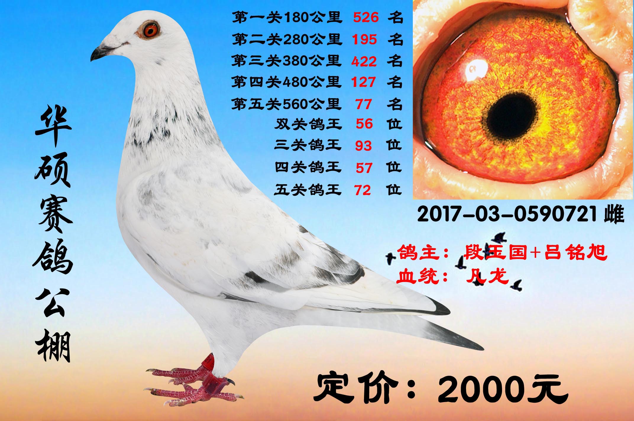 5关鸽王1000一羽-君发信鸽传媒-中信网爱鸽商城