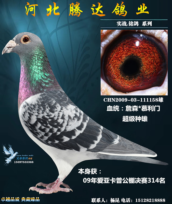 爱亚卡普公棚决赛314名_腾达鸽业_ ag188.com爱鸽商城_中国信鸽信息网