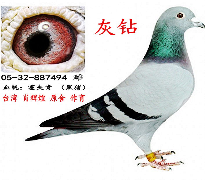 霍夫肯