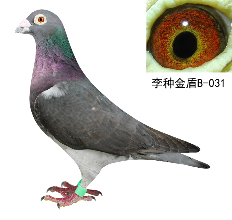 李种--031