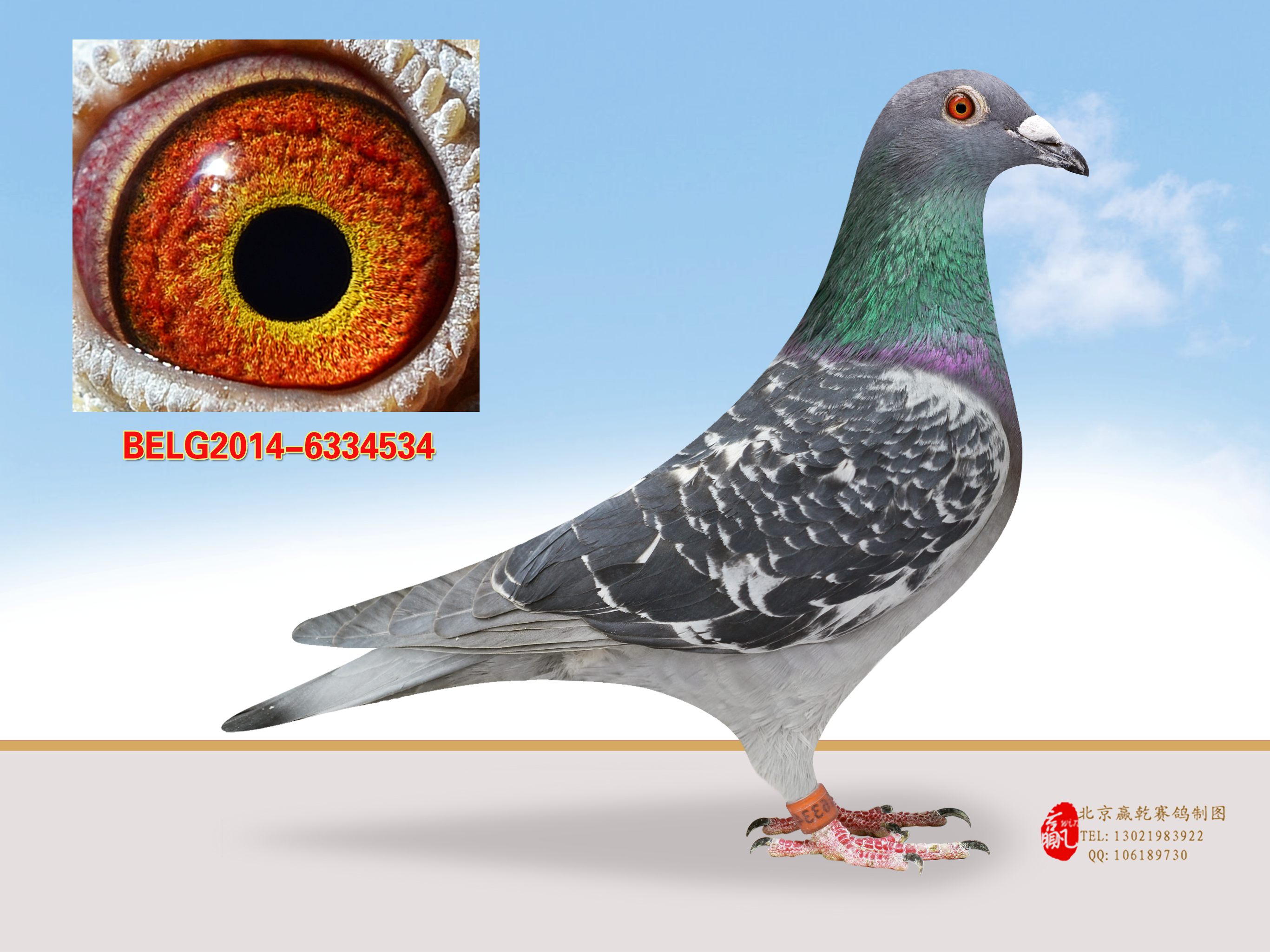 信鸽特征