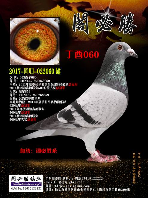 丁酉060_广东阁必胜-中信网爱鸽商城