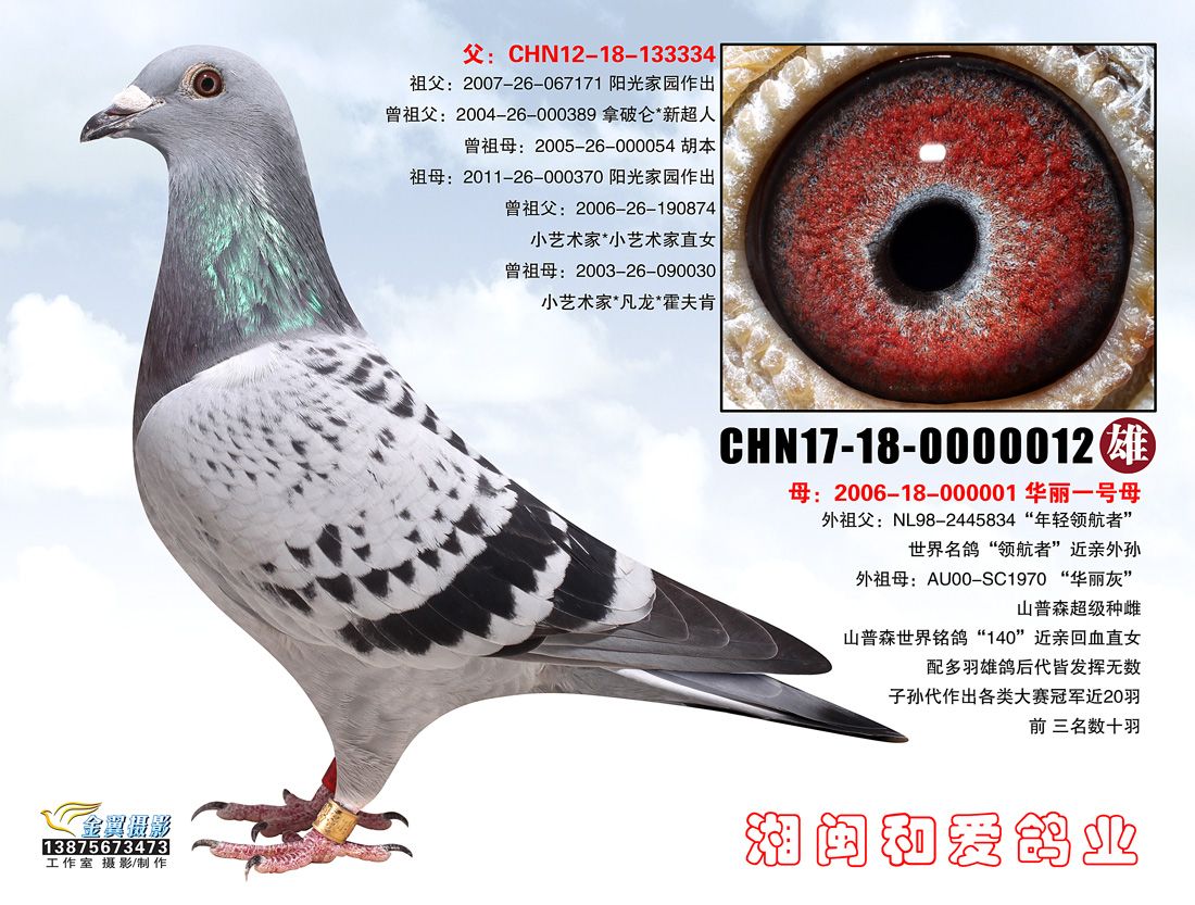 阳光家园胡本黄金配对_湘闽鸽舍_ag188.com爱鸽商城_中国信鸽信息网