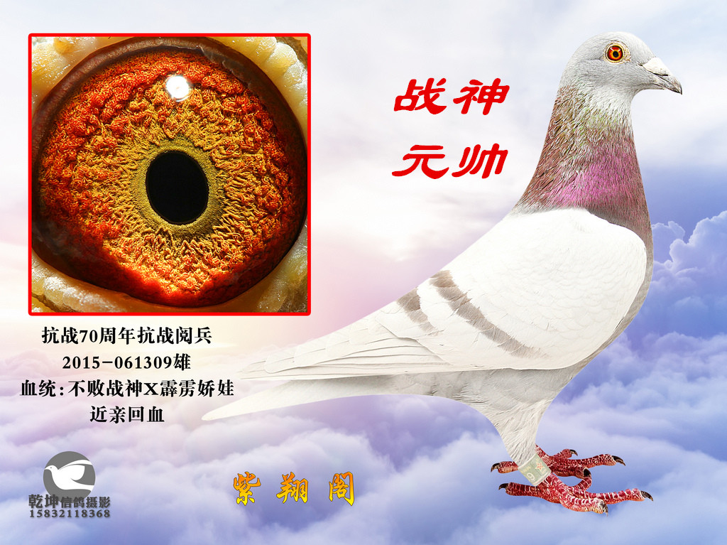 战神元帅_紫翔阁_ ag188.com爱鸽商城_中国信鸽信息网