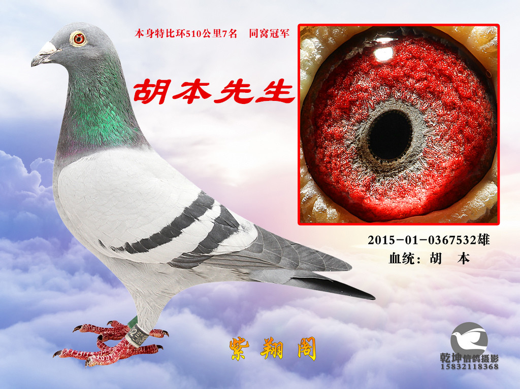 胡本先生_紫翔阁_ ag188.com爱鸽商城_中国信鸽信息网