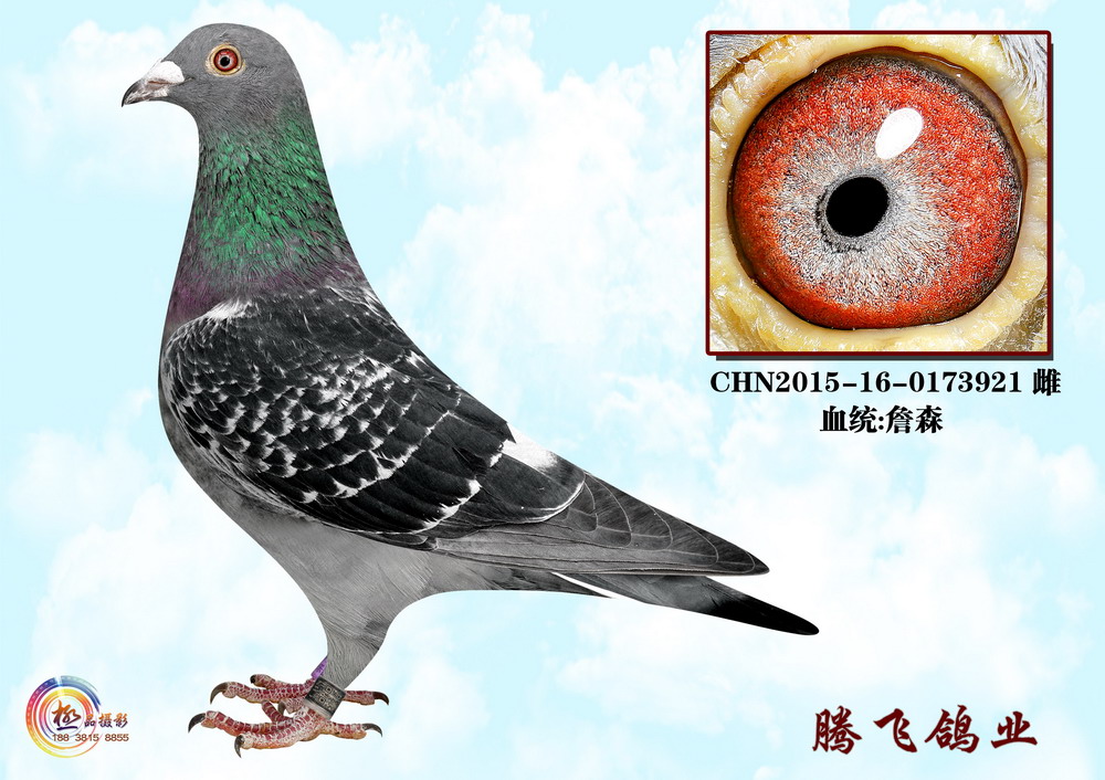 信鸽特征
